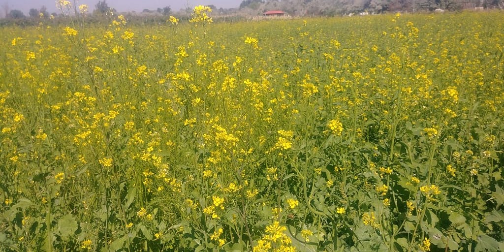 Mustard in Bloom