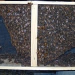 3LB Package of Honey Bees with a Queen