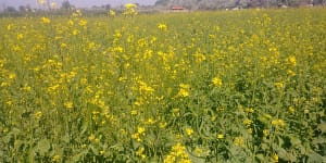 Mustard in Bloom Mustard in Bloom