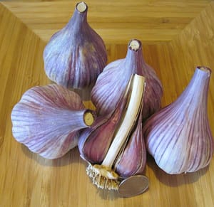 Chesnok Red Garlic
