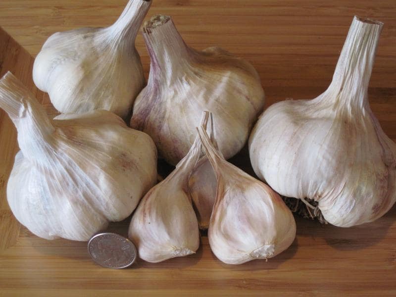 Inchelium Red Soft Neck Garlic